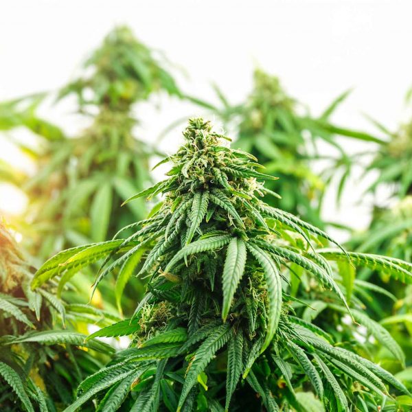 Branches of Medical Marijuana with flower bud sites isolated on white
