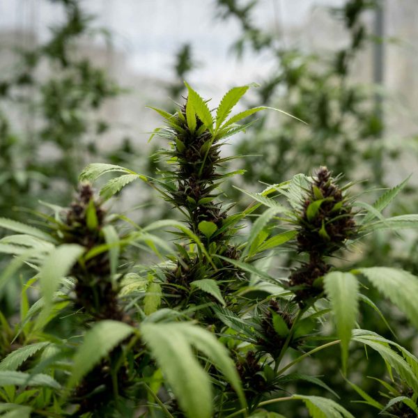 Close up photo of marijuana plants at indoor cannabis farm field. Hemp plants used for CBD and health.