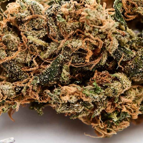 close up view of natural marijuana buds near scissors on white background, panoramic shot