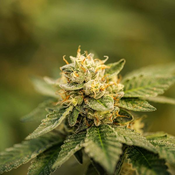 A closeup of marijuana growing in a greenhouse