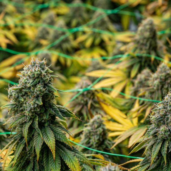 Legal cannabis flowering plants. The plants are grown inside an indoor hydroponic grow with artificial lights and irrigation