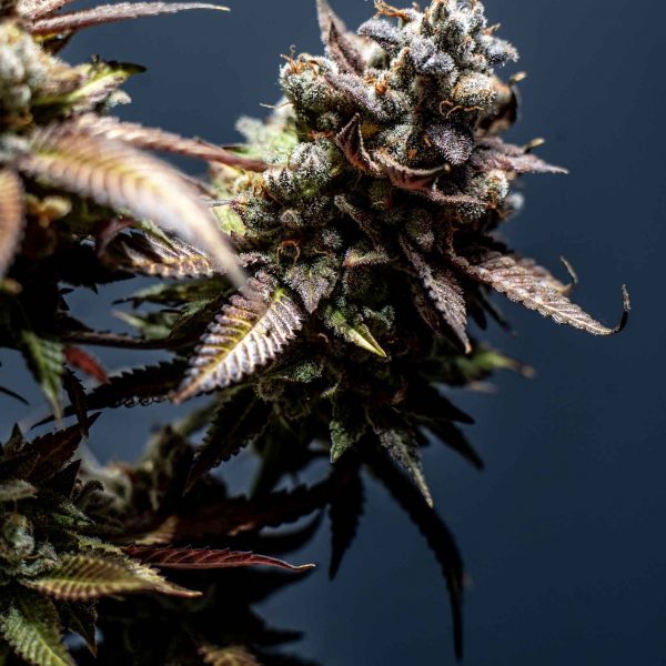 A vertical of a Cannabis sativa plant on a blue background, close up - the concept of medicine